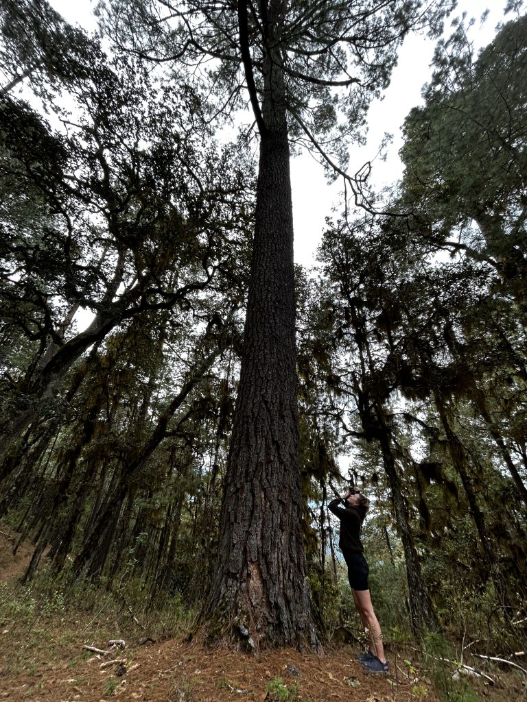 mas-montana-hiking-sierra-norte-oaxaca-001