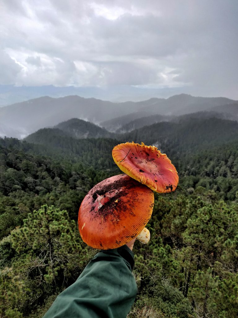 mas-montana-hiking-sierra-norte-oaxaca-013